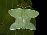 insect-image