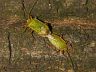 insect-image