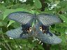 insect-image