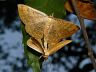 insect-image