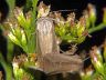 insect-image