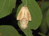 insect-image