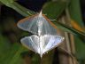 insect-image