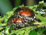 insect-image