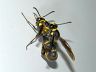 insect-image