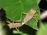 insect-image