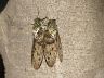 insect-image