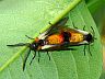 insect-image