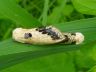 insect-image