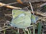 insect-image