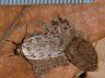 insect-image
