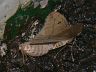 insect-image