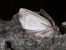 insect-image