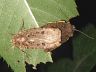 insect-image