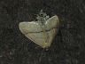 insect-image