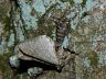 insect-image