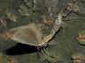 insect-image