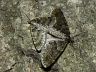 insect-image