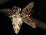 insect-image