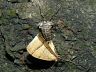 insect-image