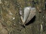 insect-image