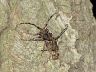insect-image