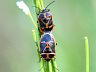 insect-image