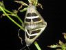 insect-image
