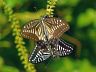 insect-image