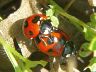 insect-image