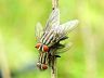 insect-image