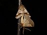 insect-image
