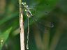 insect-image
