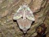 insect-image