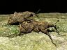 insect-image