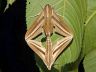insect-image