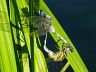 insect-image
