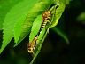 insect-image
