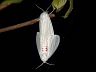insect-image