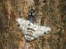 insect-image