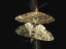 insect-image
