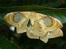 insect-image