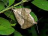 insect-image