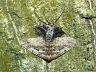 insect-image