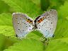 insect-image