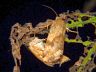insect-image