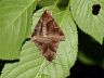 insect-image