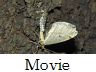insect-image