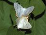 insect-image