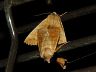 insect-image